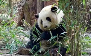 下载视频: 【大熊猫和花】花花吃着竹叶，对粉丝的呼喊习以为常