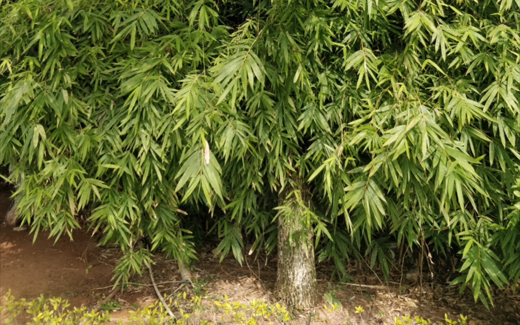 这颗树上竟然长满了竹叶!这就是竹子树吗?