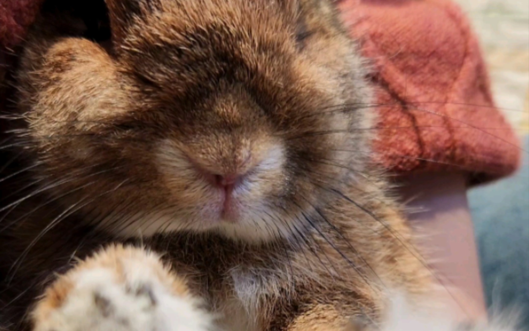 【侏儒兔】怀里暖宝宝