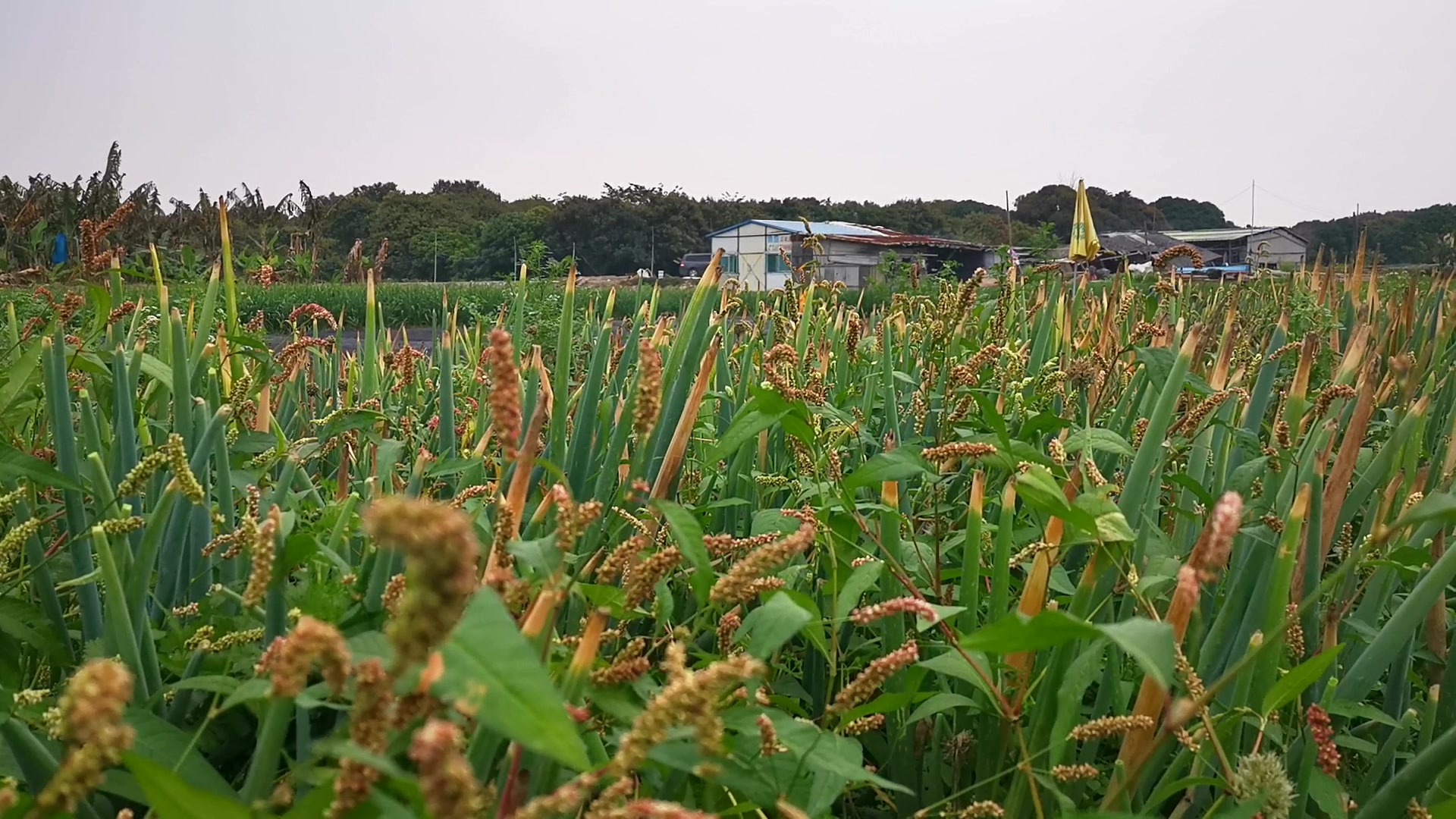 无意间发现拍了这视频,田野上风景美成一幅图,两只蝴蝶在翩翩起舞,没有城市的车、高楼,都是原生态样子.哔哩哔哩bilibili