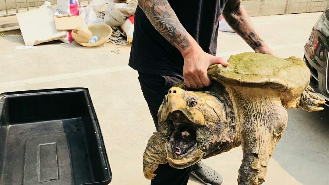 【101dd】原种大鳄龟到家了,不进来看看吗_哔哩哔哩 (゜-゜)つロ 干杯