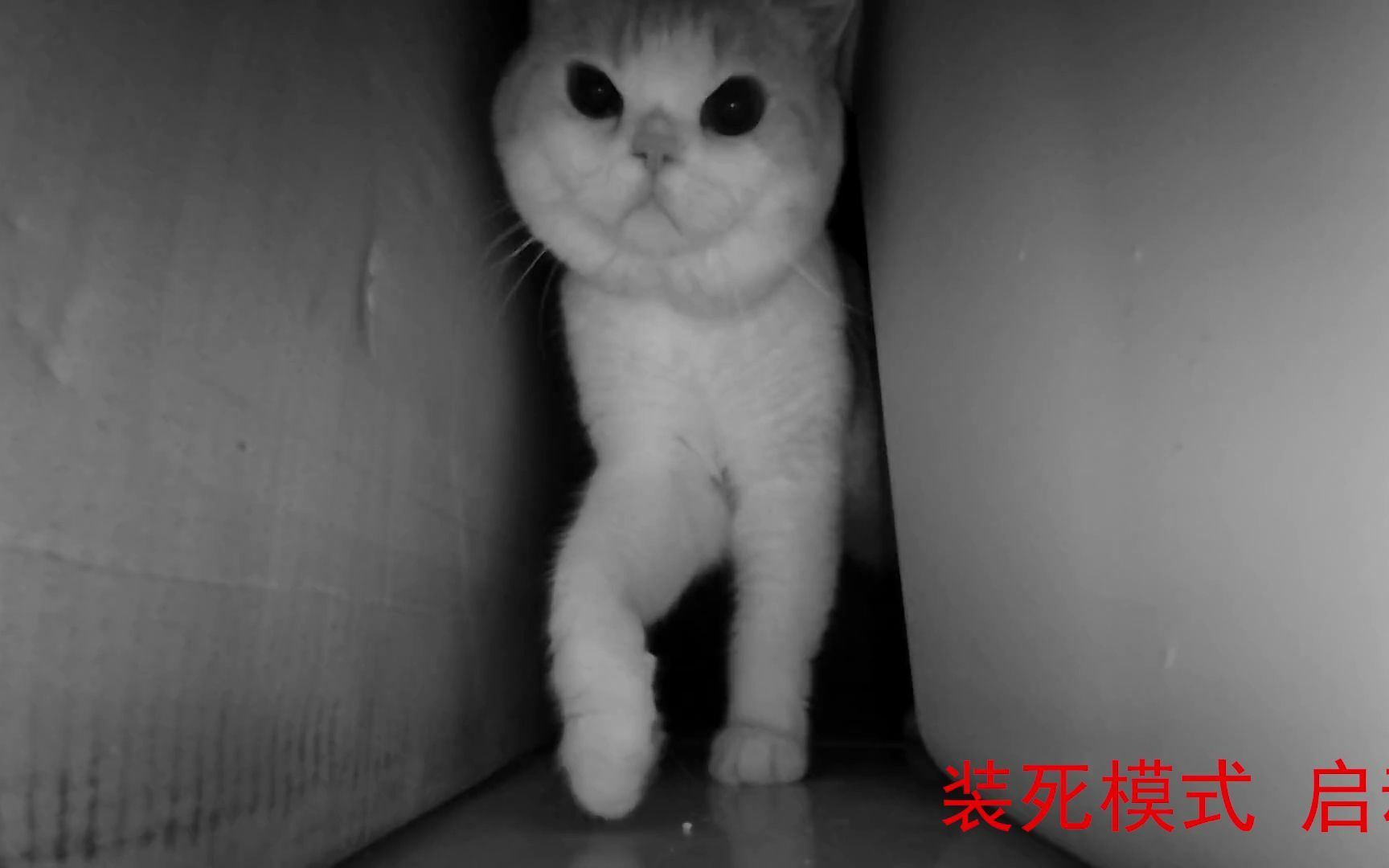 【恐怖(猫)片】来自躲猫猫的压迫感 - 哔哩哔哩