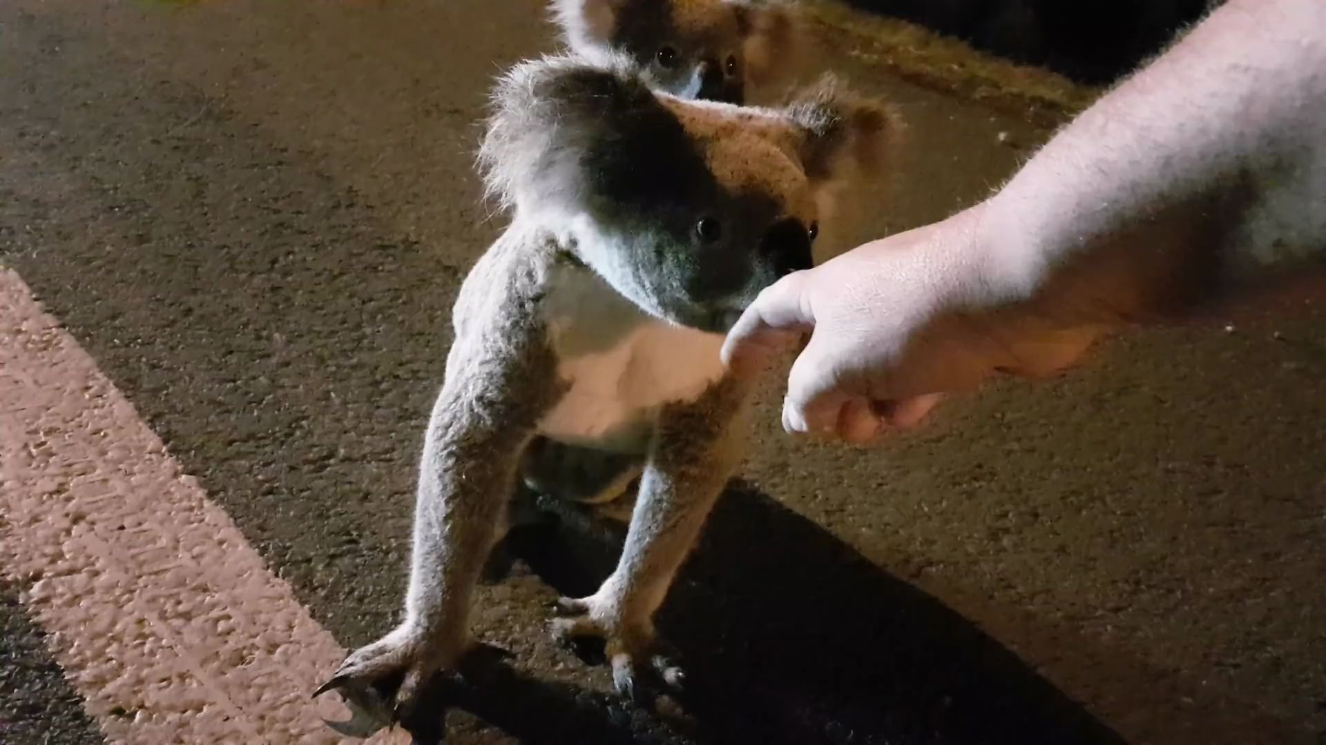 超可爱考拉背着宝宝过马路,萌死了