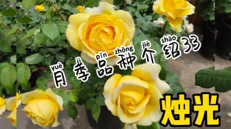 Download Video: 【月季——烛光（丹陶）】完美的黄色