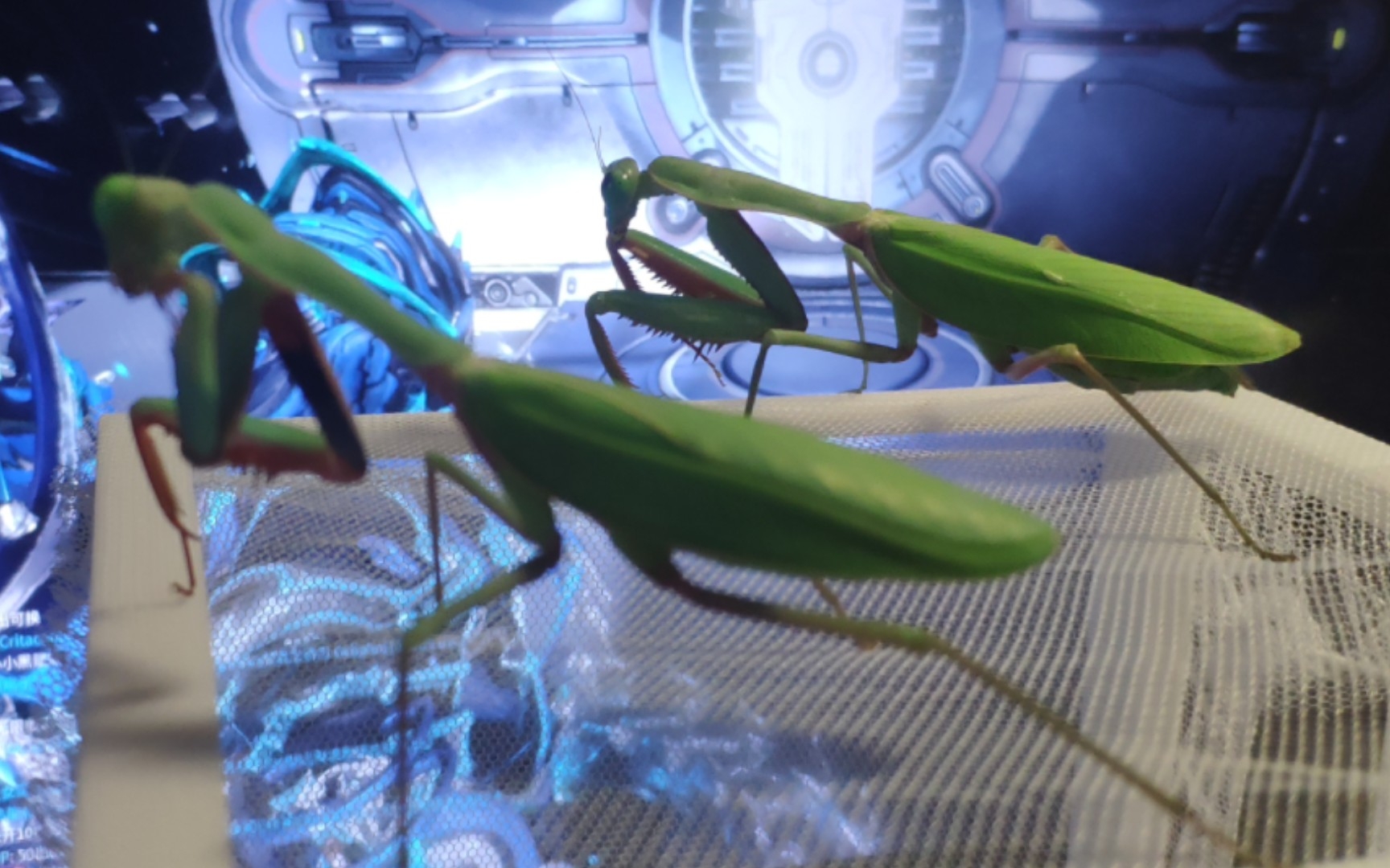 澳宽螳螂产前加餐