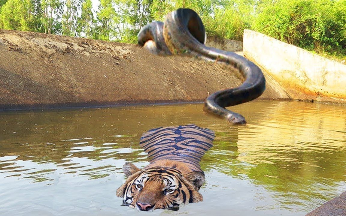 虎落平阳大猫会成为巨型水蟒的盘中餐野生动物攻击