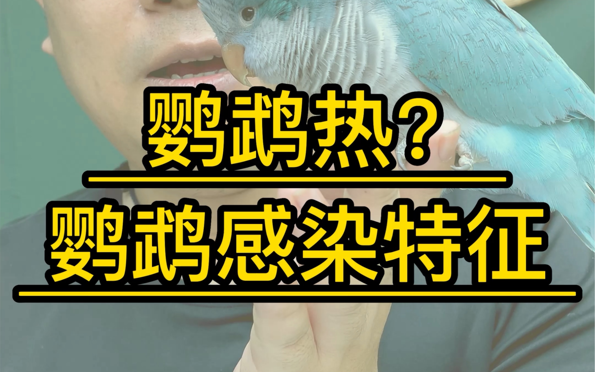 鹦鹉感染鹦鹉热的症状,不养鹦鹉就安全吗?