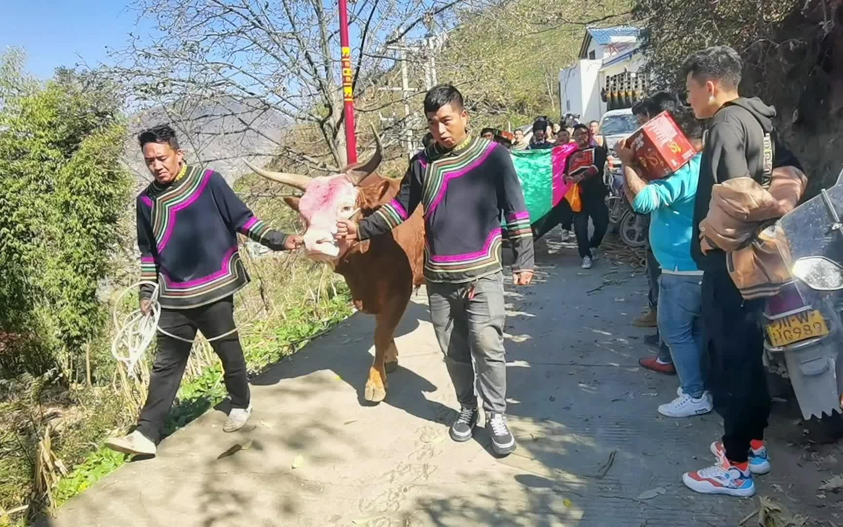 凉山彝族大型酒席,热情的彝族人接待来客,用525.121招待哔哩哔哩bilibili