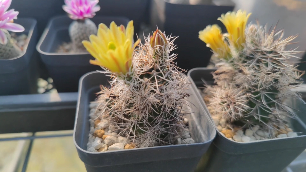 仙人球-达氏青花虾刺美球小花改带着一股清香