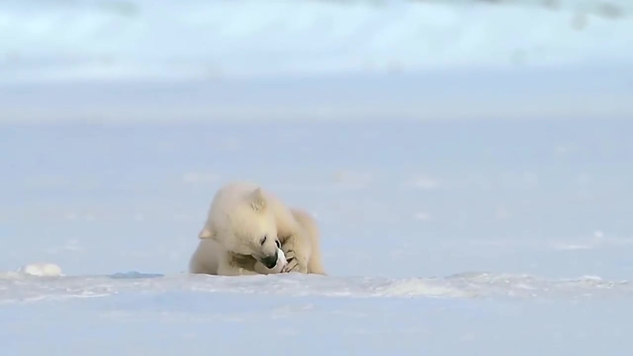纪录片系列被海豹吓坏了的北极熊bbc