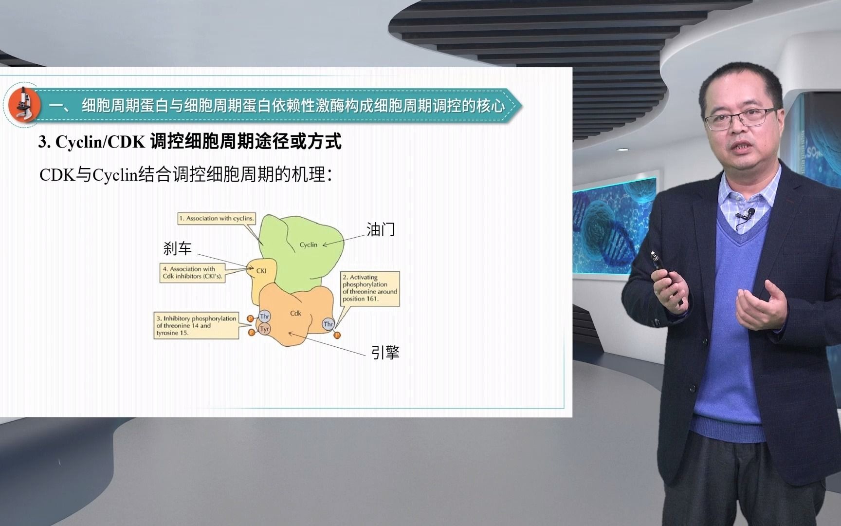 13.4细胞周期的调控细胞生物学李军林哔哩哔哩bilibili