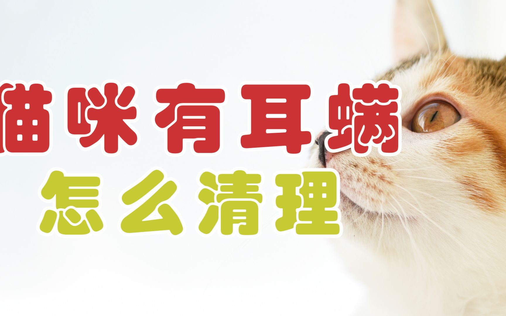 猫咪有耳螨怎么清理哔哩哔哩bilibili