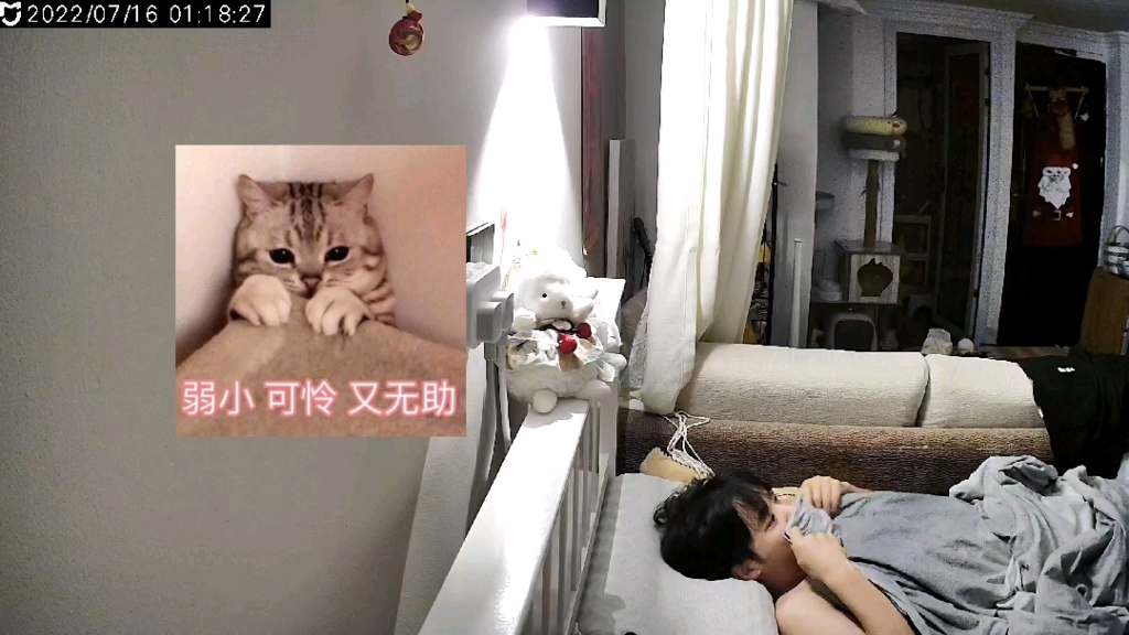 心态崩了!家里飞进来一只大蝙蝠是种什么样的体验!吓到反复起飞!蝙蝠：你礼貌吗
