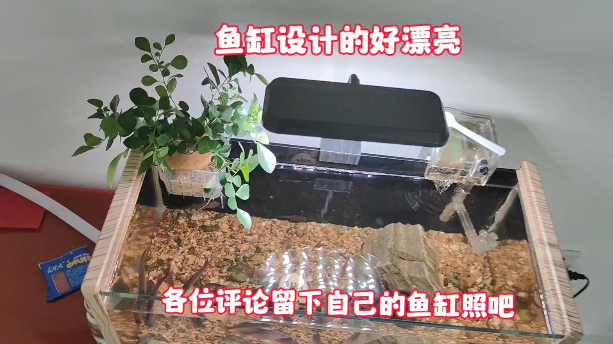 各位把你们的鱼缸亮出来挑战吧