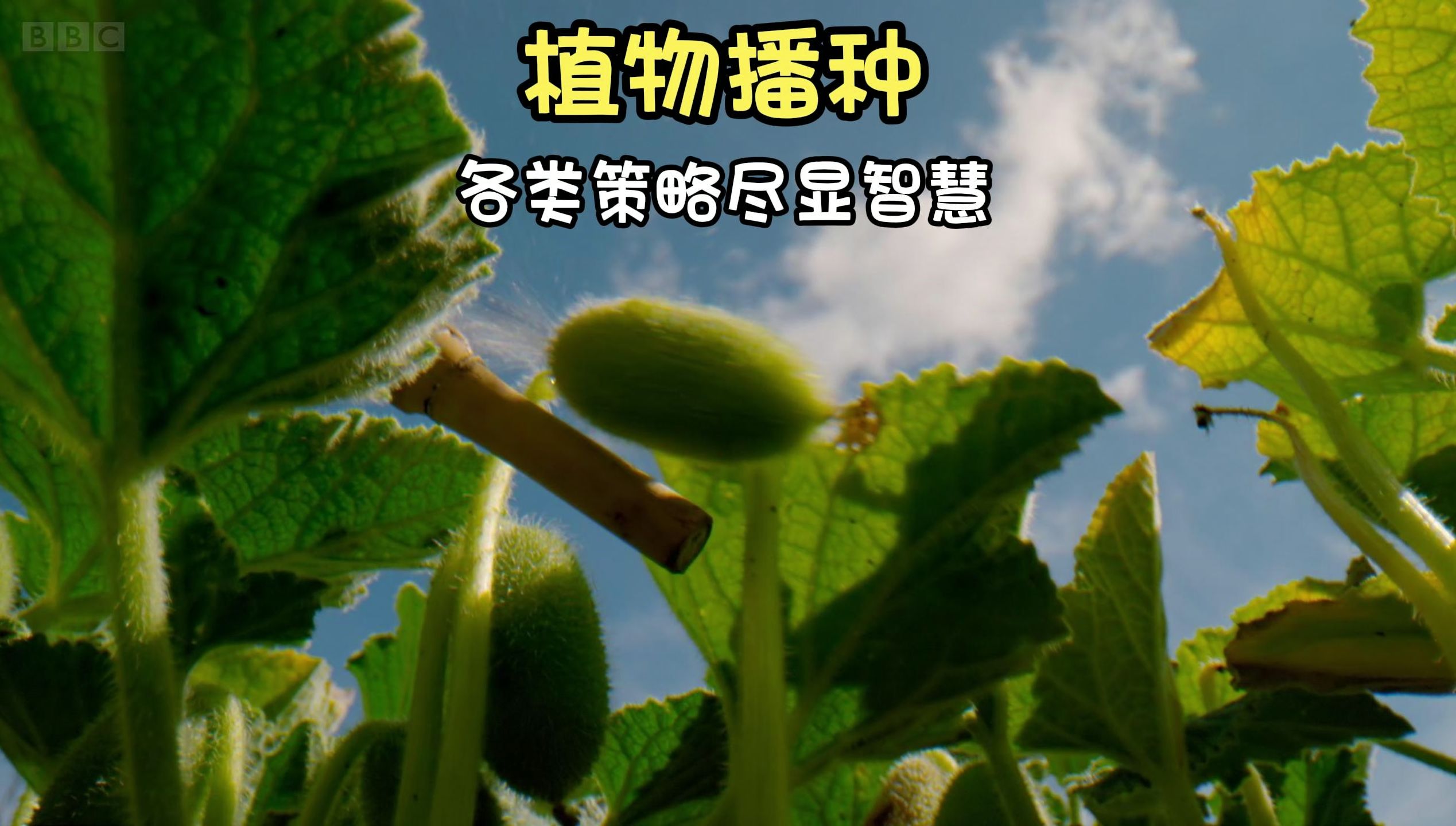 植物们的各种播种策略 尽显智慧哔哩哔哩bilibili