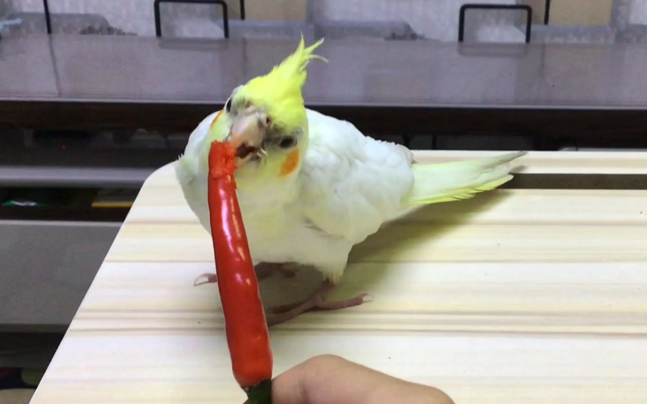 活动  【玄凤】吃个辣椒吃的仿佛案发现场