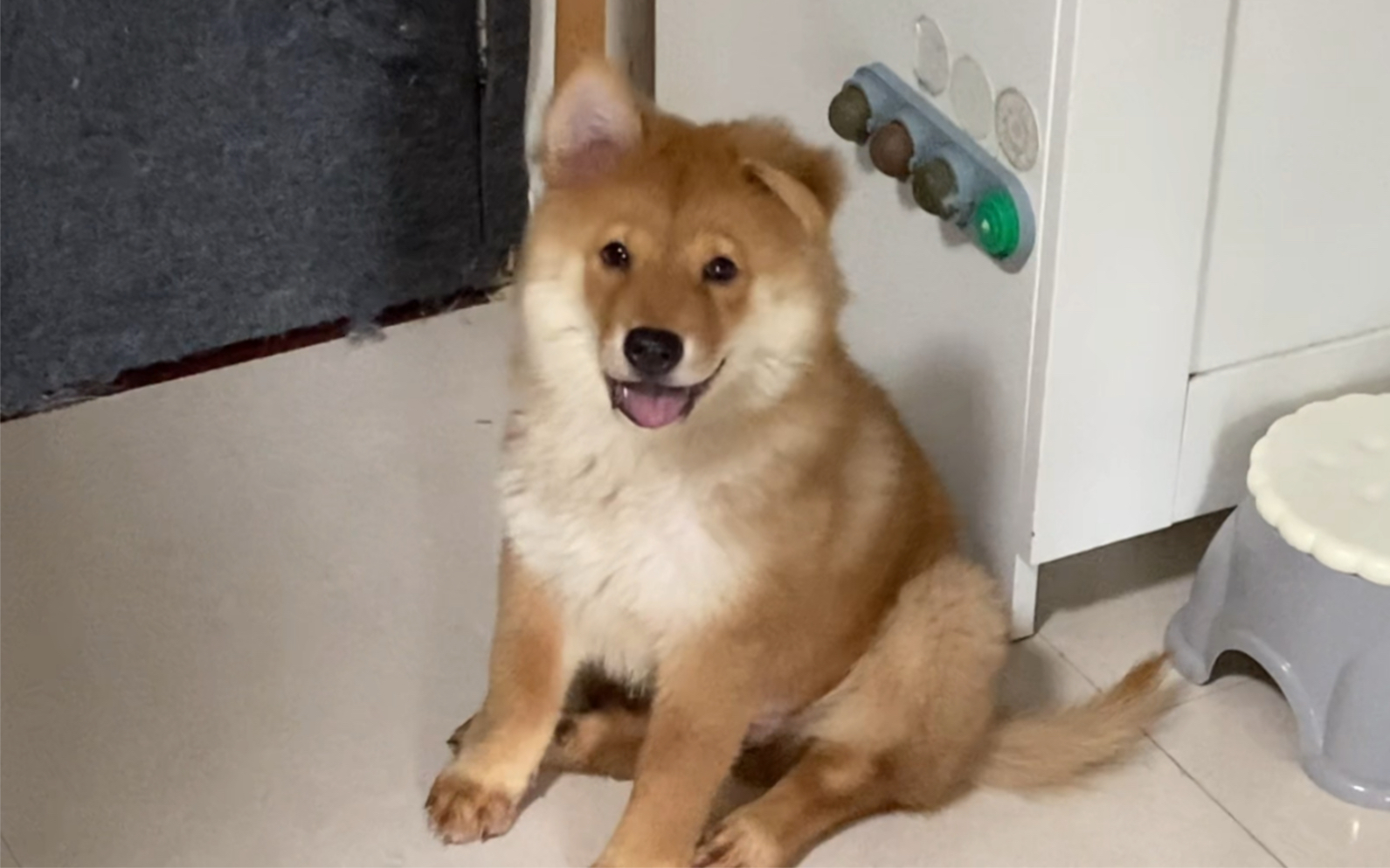 塌90耳朵 猴脸尴尬期,这狗子完了