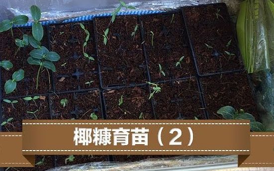 育苗第12天 | 黄瓜 丝瓜 秋葵 番茄 辣椒 茄子 荷兰豆 Moringa 全部发芽!哔哩哔哩bilibili