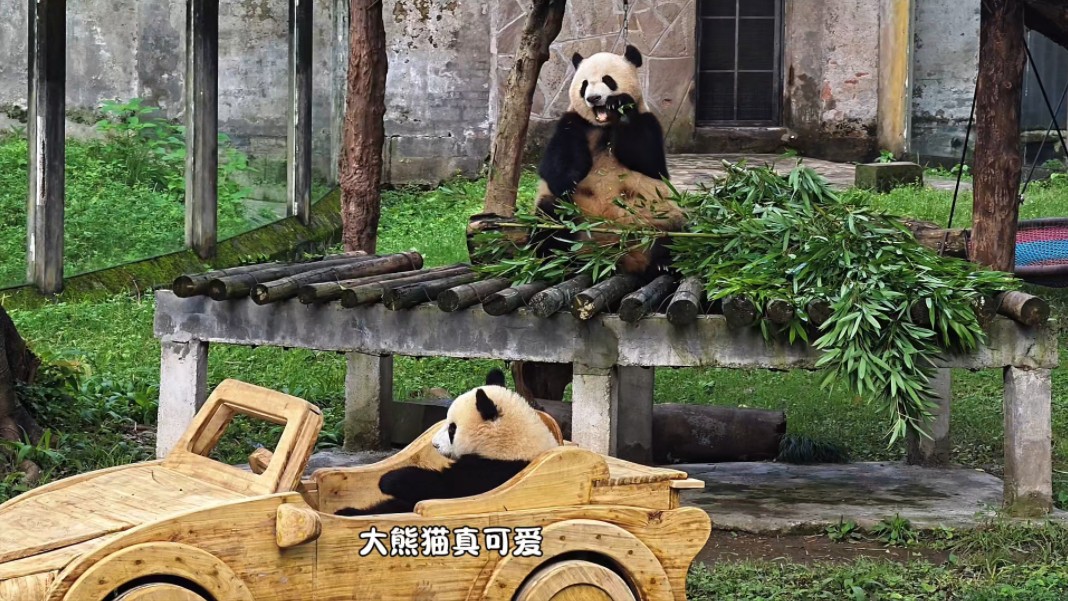 小五被外公抱着上班了,莽仔边吃边笑着看小五玩车,岁月静好