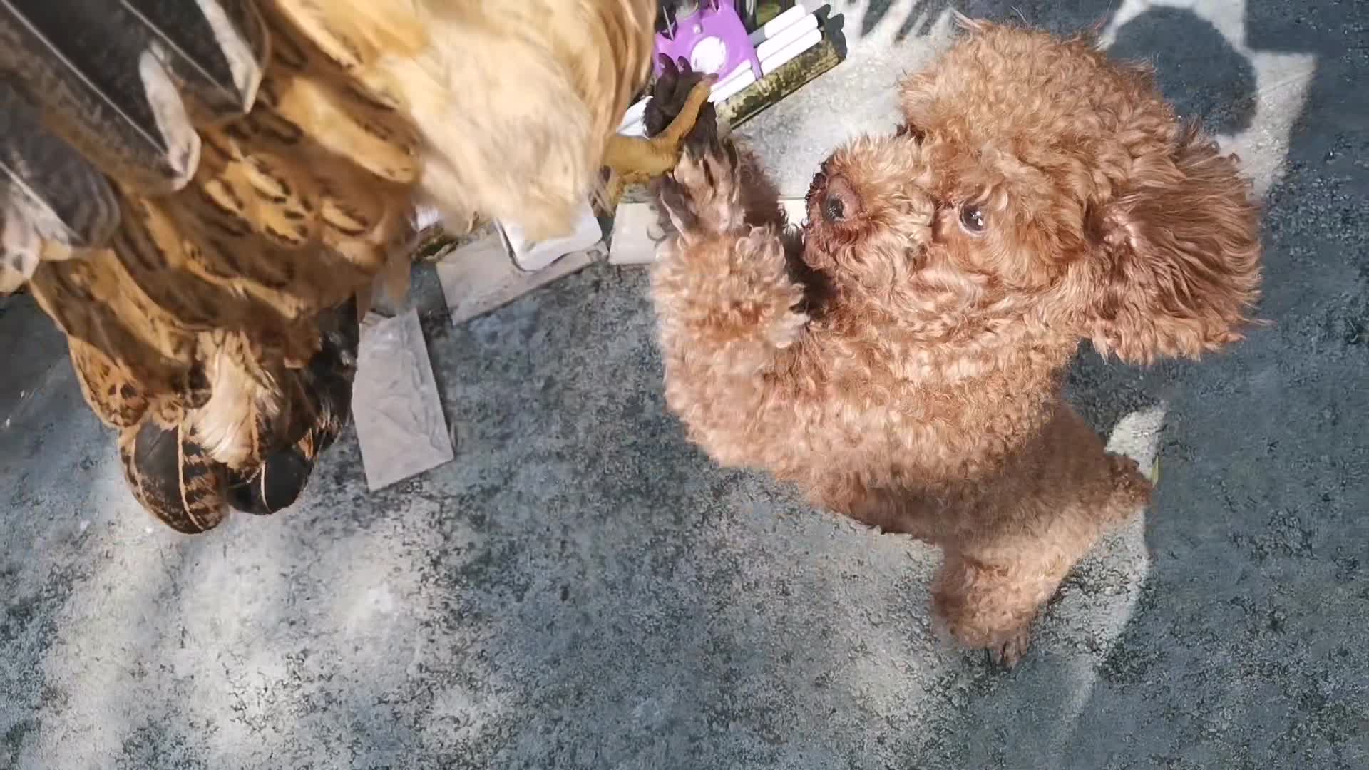 小泰迪一见到鸡,立马站起来,恨不得马上吃掉