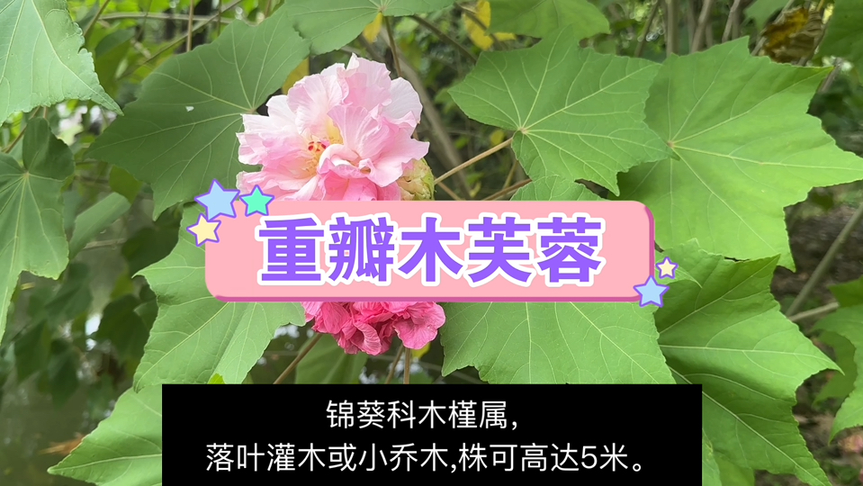 秋季开花植物———重瓣木芙蓉哔哩哔哩bilibili