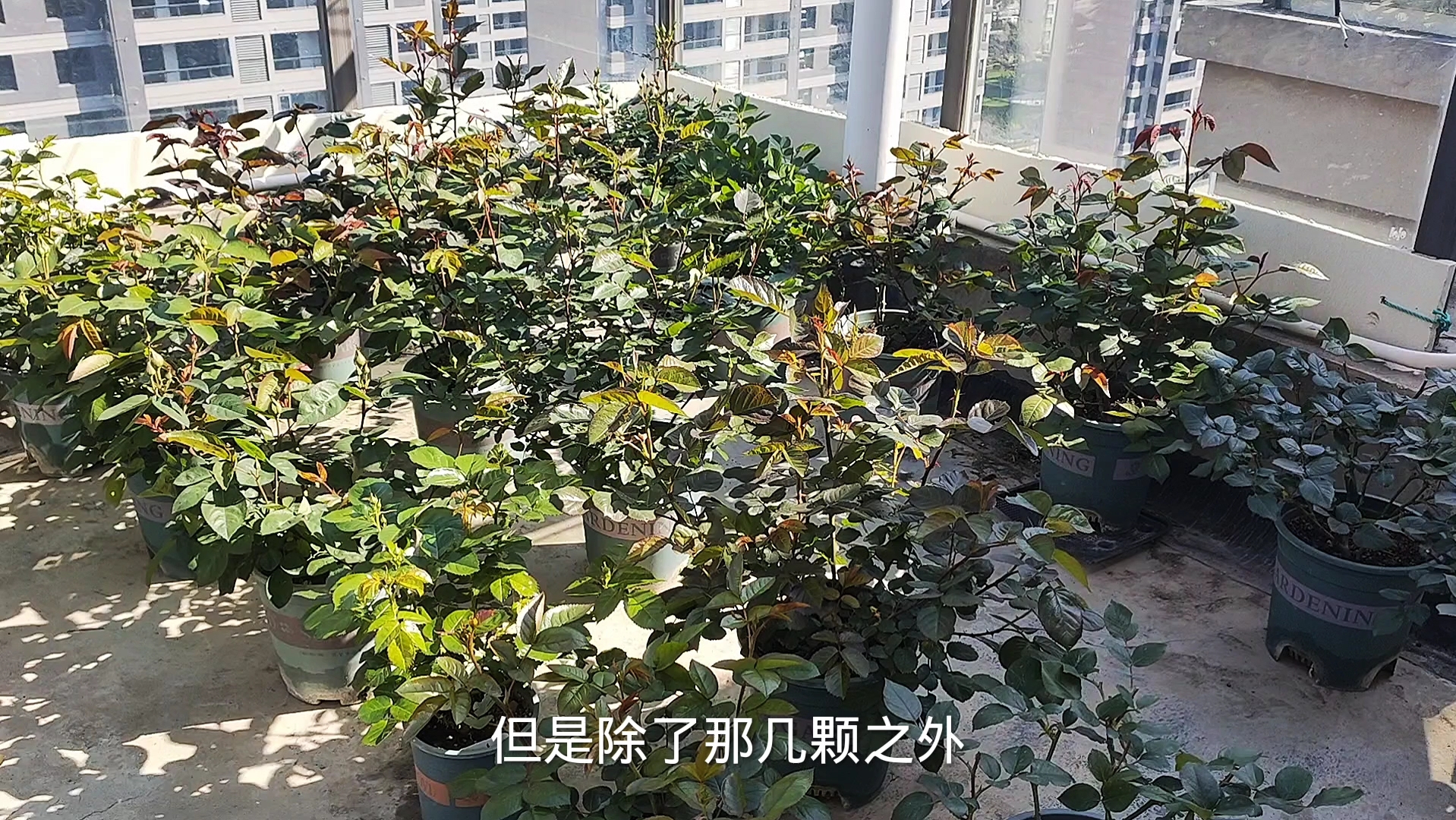 入苗管不住手的花友看过来,养苗不易,淘汰更难哔哩哔哩bilibili