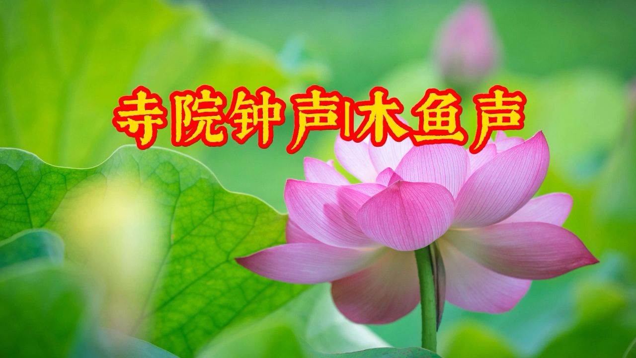 [图]莲花处处开《寺院钟声木鱼声》太好听了，建议收藏一念心清净