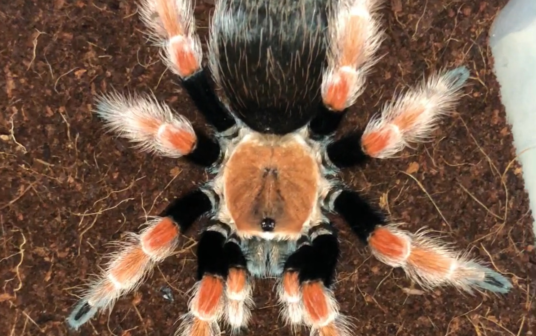 墨西哥火脚蜘蛛图片