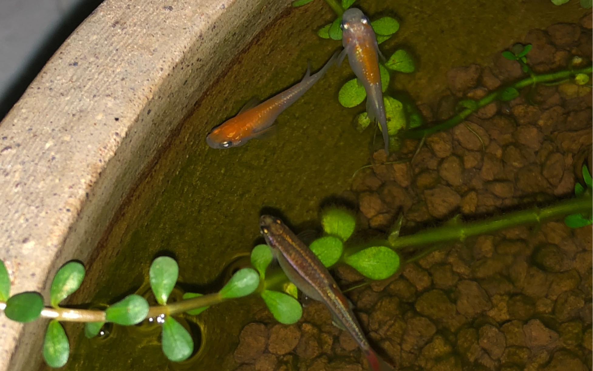 观背青鳉混白云金丝_哔哩哔哩 (゜-゜)つロ 干杯~-bilibili