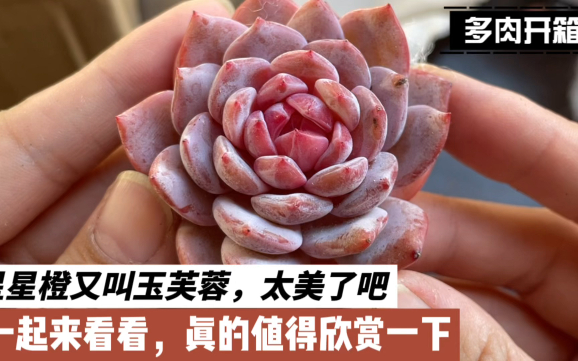多肉开箱,星星橙又叫玉芙蓉,太美了吧,一起来看,真的买的值得
