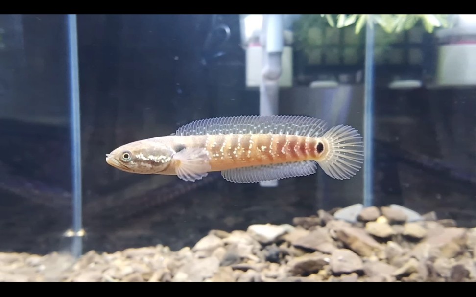 成长中的月鳢(珍珠雷龙)训食篇.