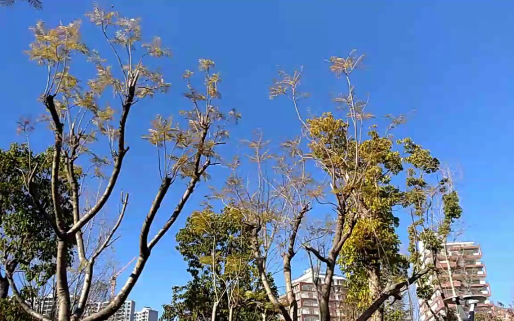 滇西应用技术大学总部校园一角哔哩哔哩bilibili