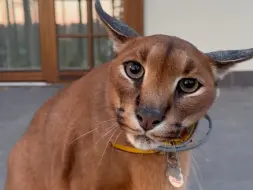 Скачать видео: 养只猫看家 比狗厉害多了