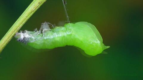 一碰 它就会吐舌头 哔哩哔哩