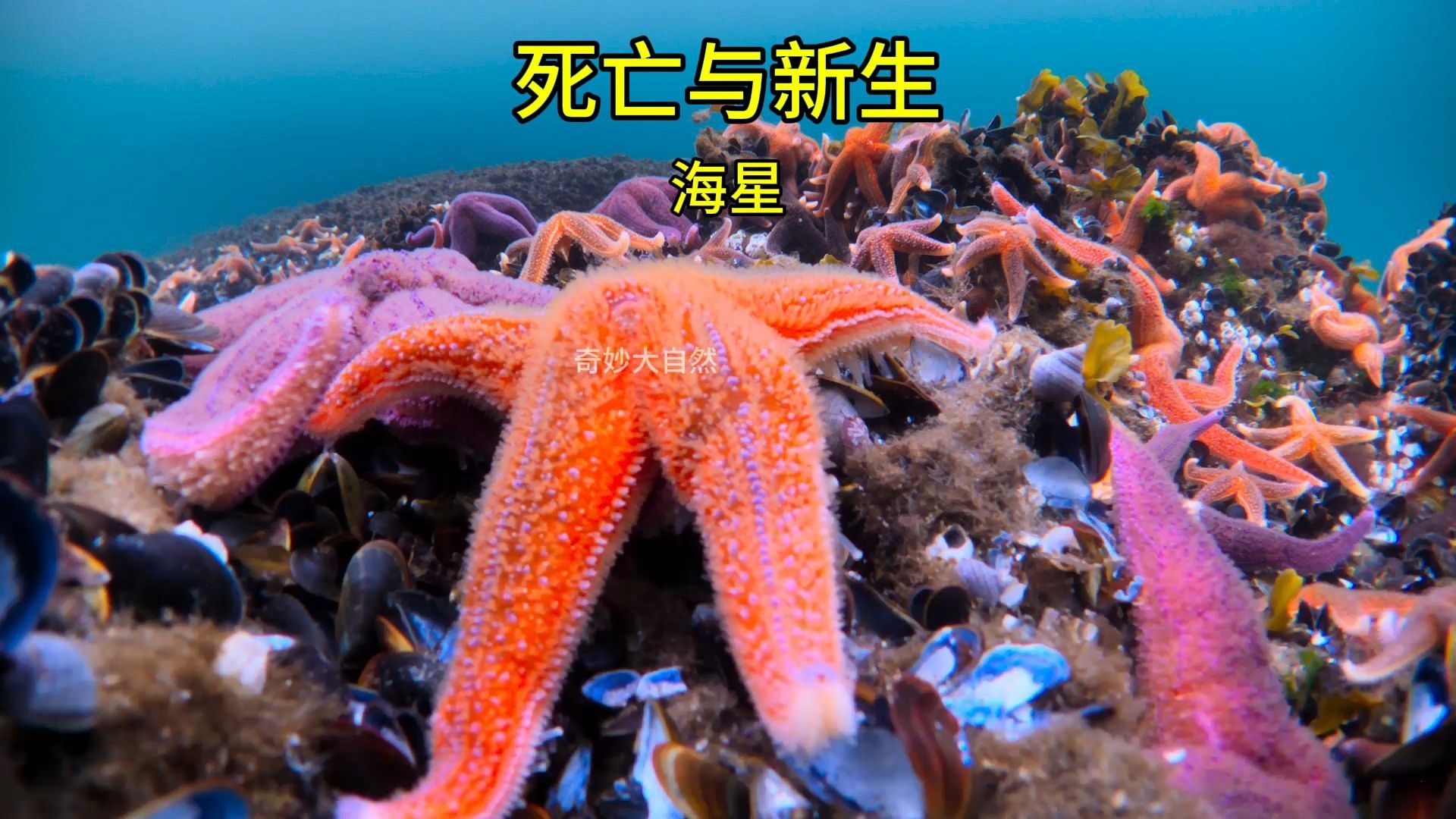 死亡与新生:海星哔哩哔哩bilibili