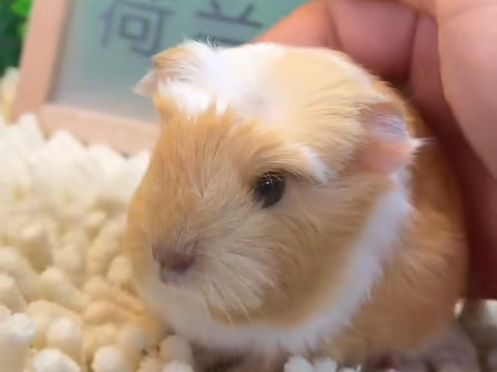 2805号,冠毛长顺英短荷兰猪妹妹,20天,售价488,包邮包活