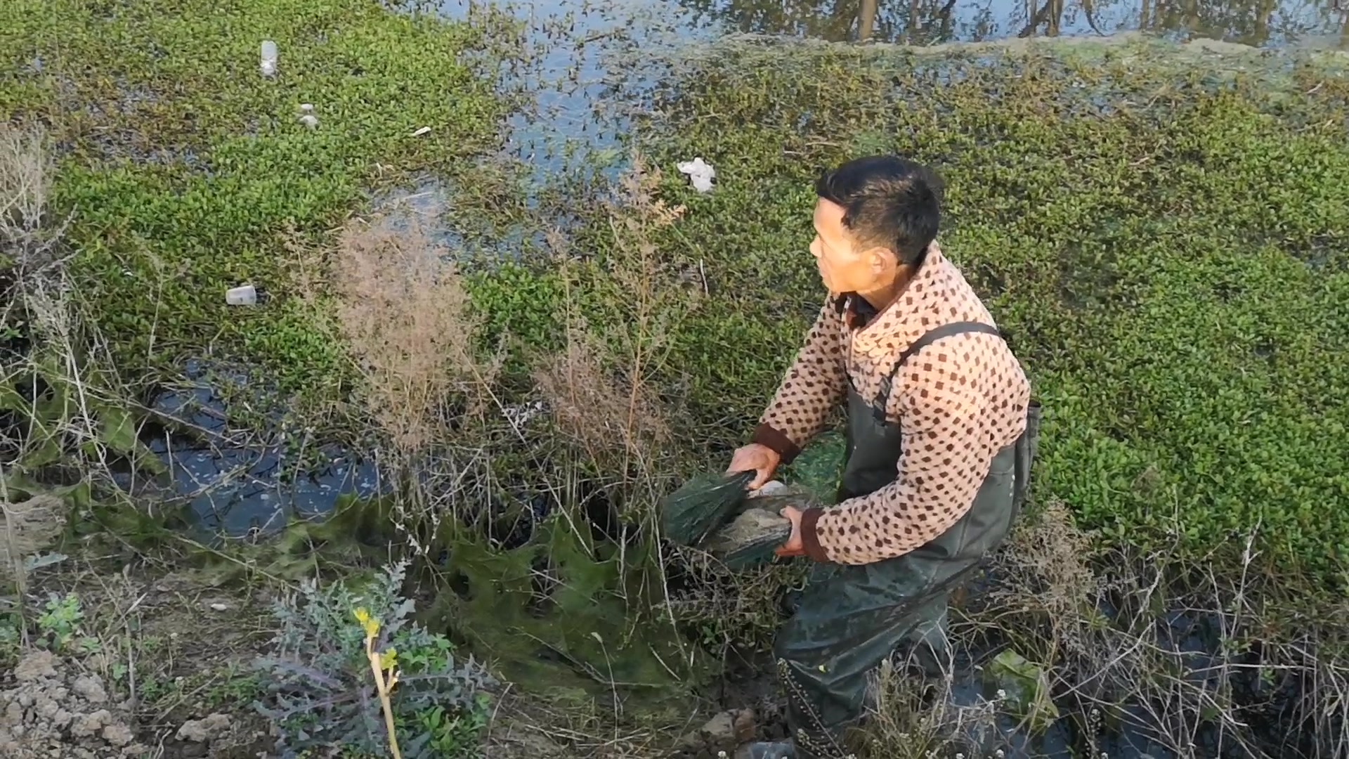 农村老师傅下地笼抓黄鳝,里面一点食物不放,这能抓到黄鳝么