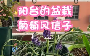 Download Video: 秋冬季推荐新手花友们可以种的球根，我首先会推荐葡萄风信子，因为它很容易种，并且小巧不占地方，花朵又很可爱，复花性也很好，怎么能不喜欢？我每年都种。