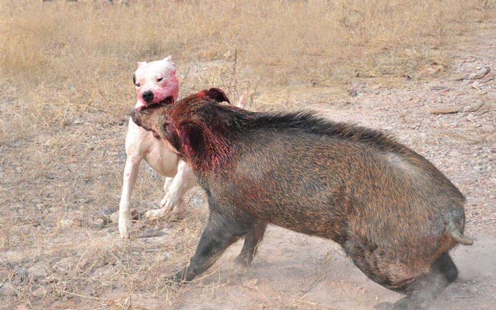 [图]比特犬单双挑野猪，被野猪暴击现场，比特犬就象渣渣一样