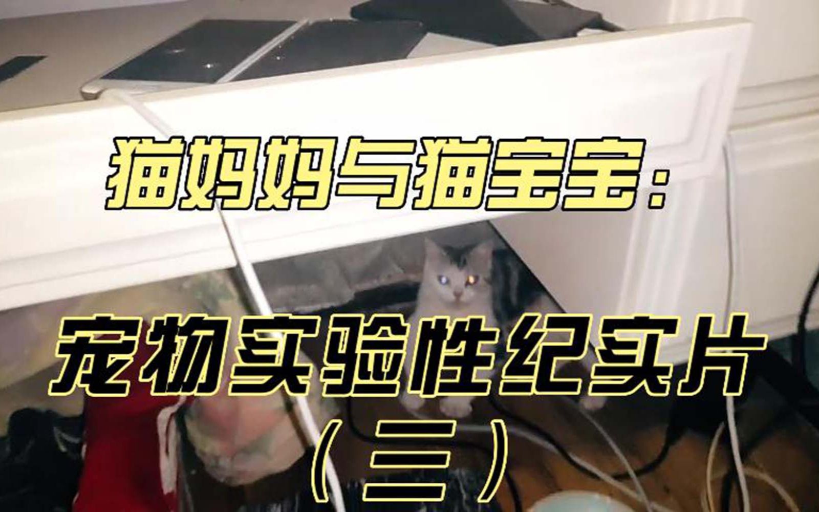 猫咪真的是色盲吗?猫咪的眼睛发光能发几种颜色的光?母猫每隔多长时间喂奶一次?哔哩哔哩bilibili