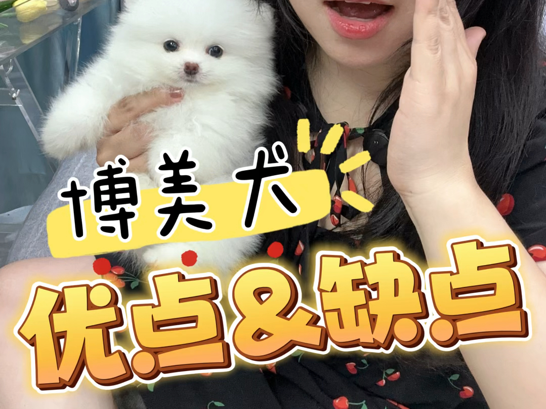 养宠知识|博美犬犬种的优点&缺点哔哩哔哩bilibili