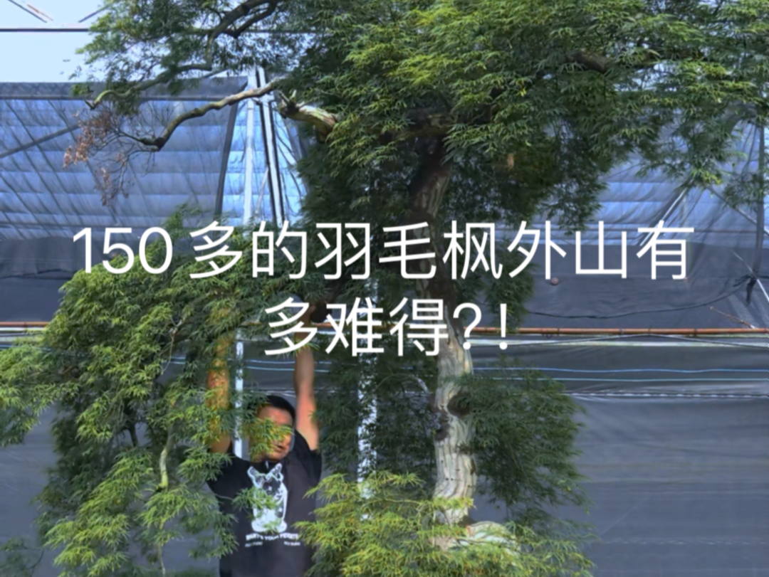 150多岁的羽毛枫外山有多难得?!哔哩哔哩bilibili