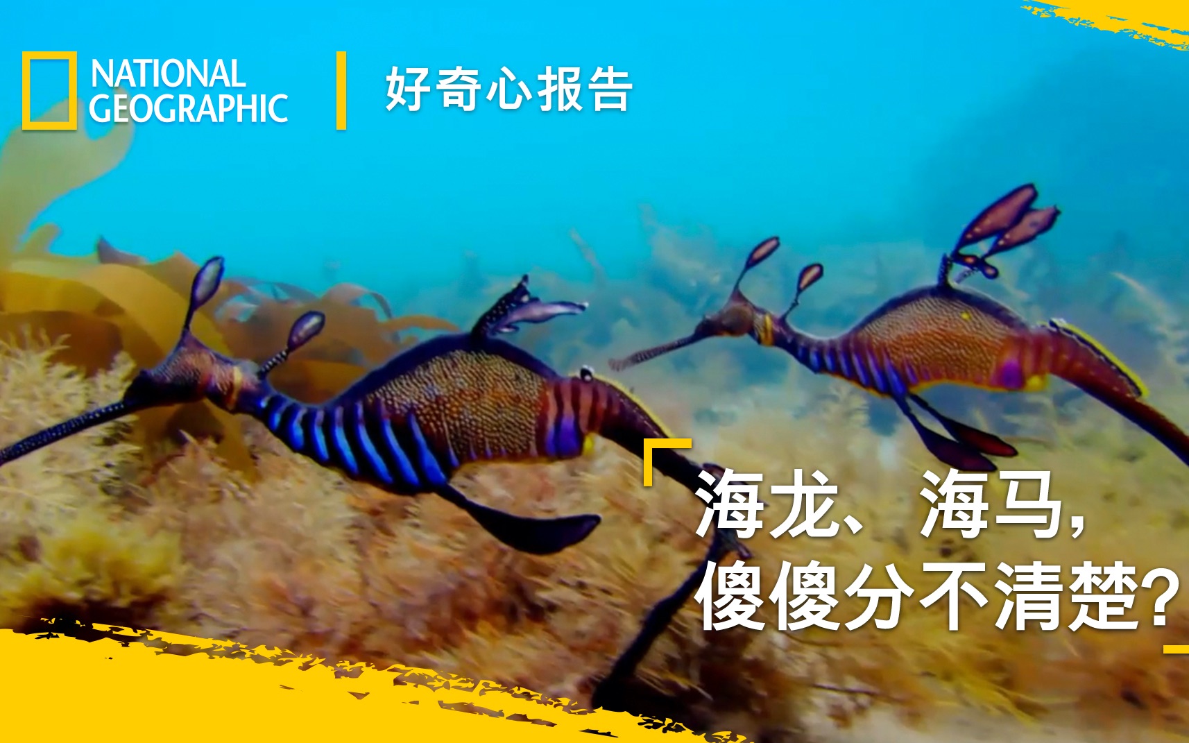 国家地理|海龙、海马傻傻分不清楚——来学习海龙和海马的区别!哔哩哔哩bilibili