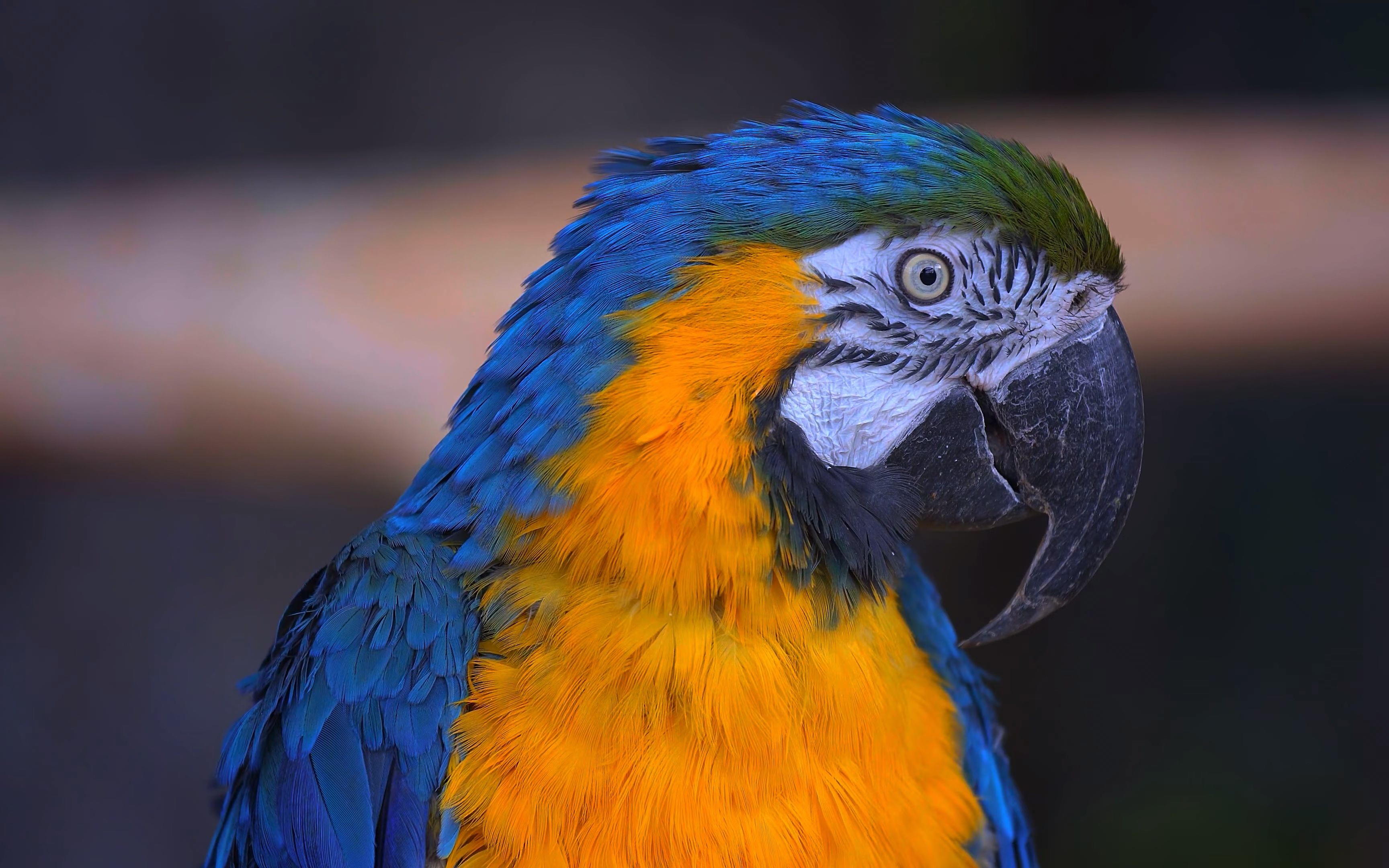 8k hdr 60fps 杜比视界 真彩