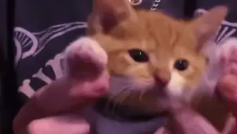 【猫猫可爱】谁也拒绝不了一只猫猫仔o(｀ω´*)o