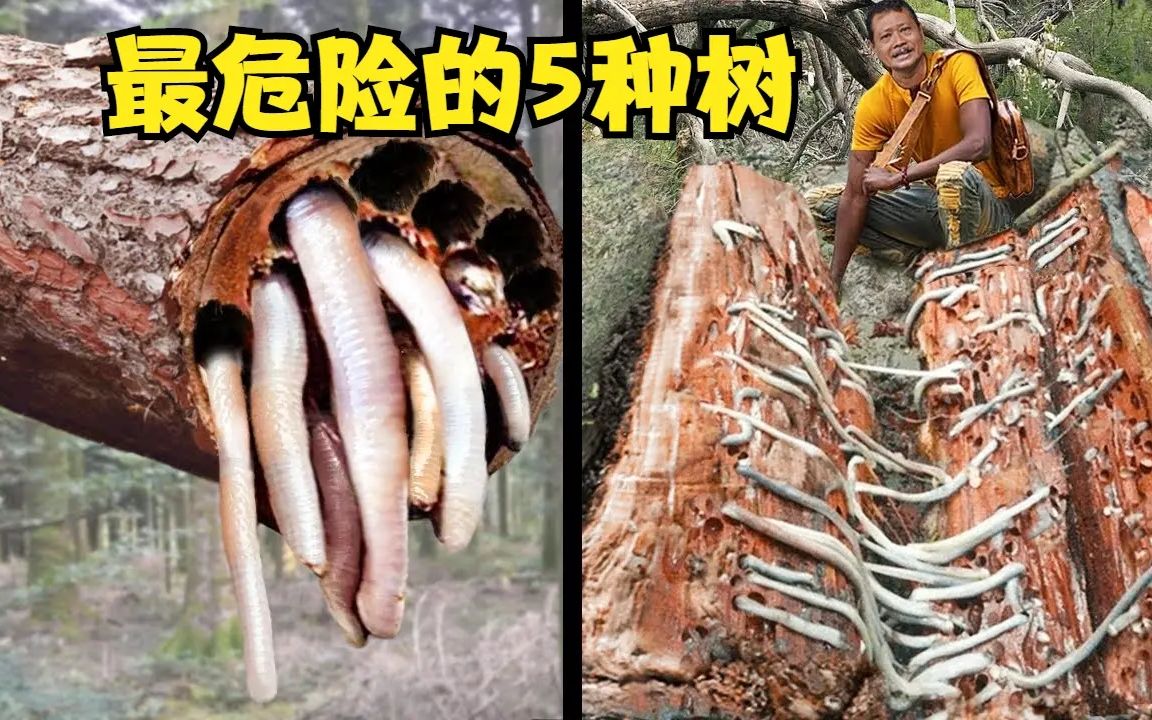 [图]树木的果实18公斤重，可砸死人？你不应该触摸的5种最危险的树木