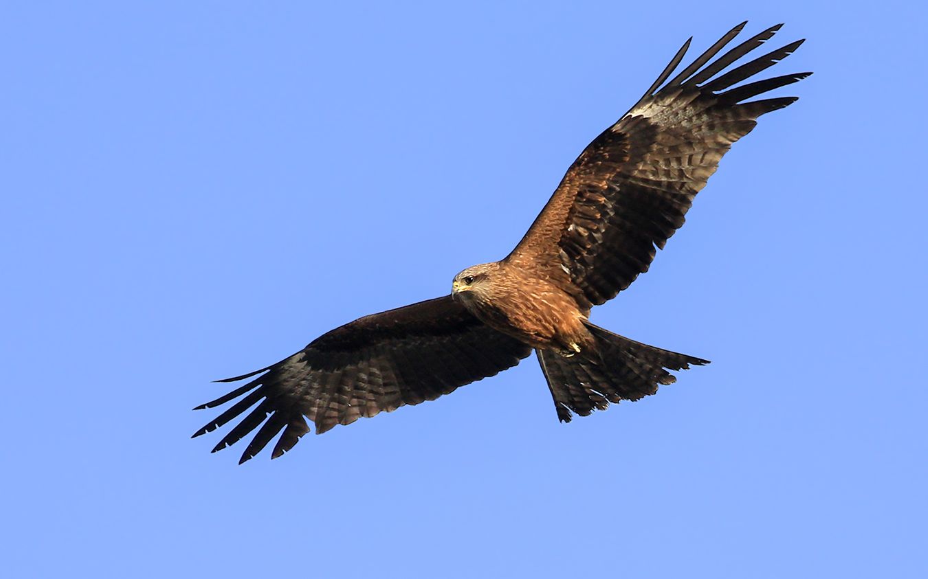 西藏高原,雄鹰翱翔,我在地下瑟瑟发抖