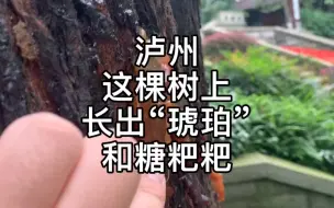 Download Video: 泸州有一棵树，每年都要长出“琥珀”，它到底是什么呢？