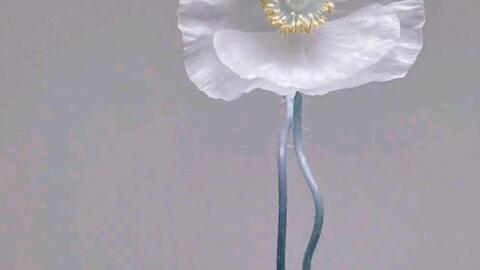 治愈 令人心境平和的淡雅花儿 哔哩哔哩