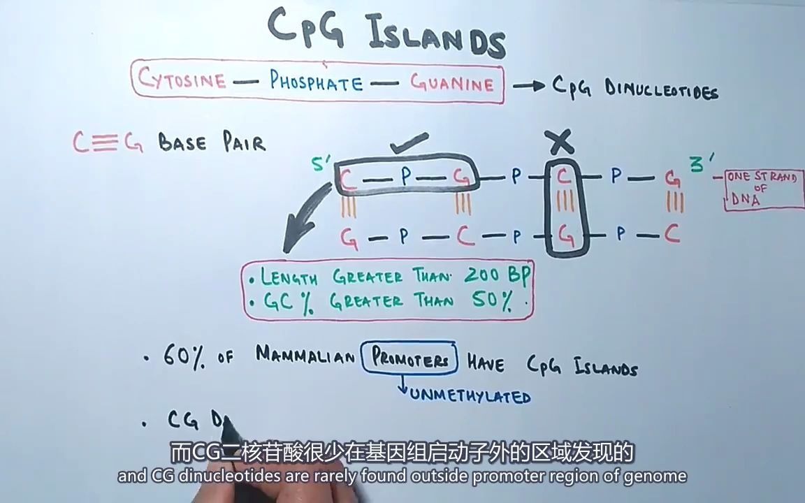 [生物原理详解】到底什么是CpG岛?什么又是DNA甲基化?|医学/生信热点知识哔哩哔哩bilibili